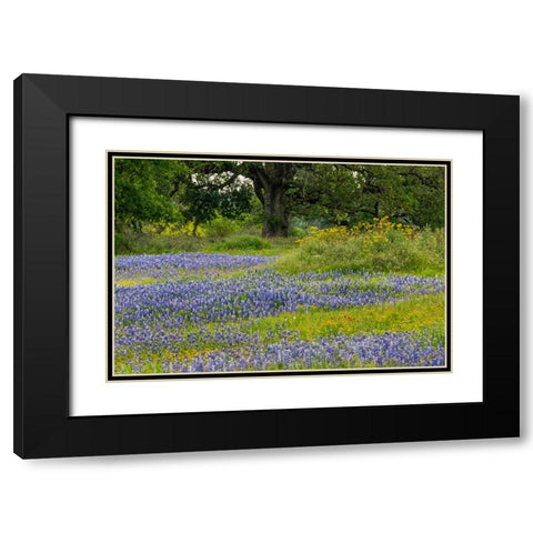 Texas bluebonnets-blanket flower and live oak in meadow-Texas Hill Country-near Marble Falls-Texas Black Modern Wood Framed Art Print with Double Matting by Jones, Adam