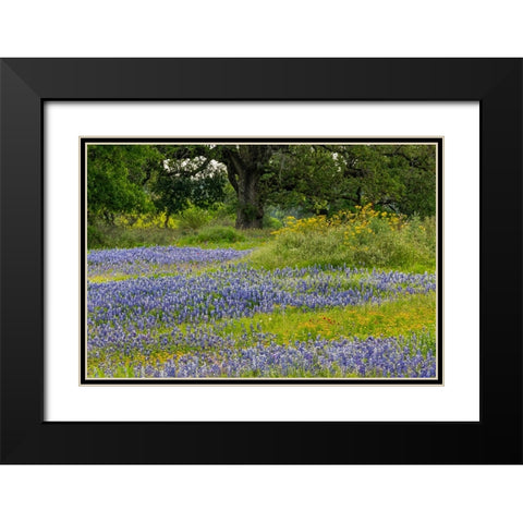 Texas bluebonnets-blanket flower and live oak in meadow-Texas Hill Country-near Marble Falls-Texas Black Modern Wood Framed Art Print with Double Matting by Jones, Adam