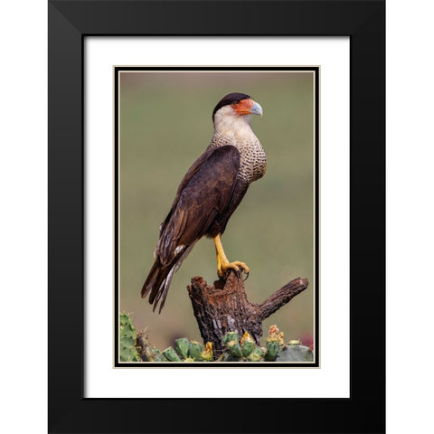 Crested caracara perched Rio Grande Valley-Texas Black Modern Wood Framed Art Print with Double Matting by Jones, Adam