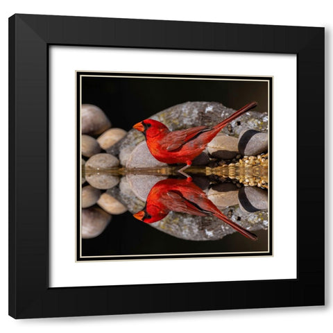 Northern Cardinal and mirror reflection on small pond Rio Grande Valley-Texas Black Modern Wood Framed Art Print with Double Matting by Jones, Adam