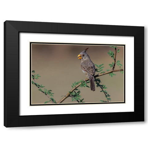 Pyrrhuloxia-Rio Grande Valley-Texas Black Modern Wood Framed Art Print with Double Matting by Jones, Adam