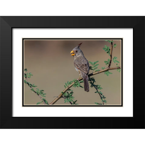 Pyrrhuloxia-Rio Grande Valley-Texas Black Modern Wood Framed Art Print with Double Matting by Jones, Adam