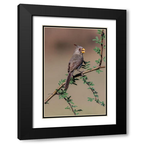 Pyrrhuloxia-Rio Grande Valley-Texas Black Modern Wood Framed Art Print with Double Matting by Jones, Adam
