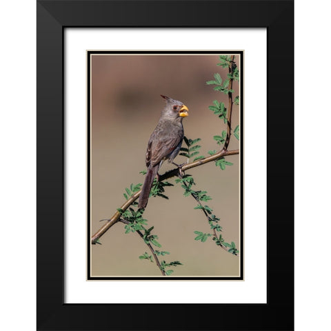 Pyrrhuloxia-Rio Grande Valley-Texas Black Modern Wood Framed Art Print with Double Matting by Jones, Adam