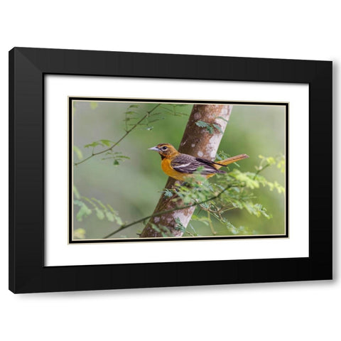 Female Orchard oriole-South Padre Island-Texas Black Modern Wood Framed Art Print with Double Matting by Jones, Adam