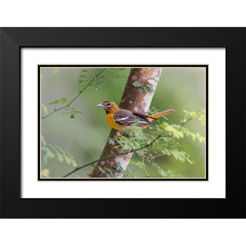 Female Orchard oriole-South Padre Island-Texas Black Modern Wood Framed Art Print with Double Matting by Jones, Adam