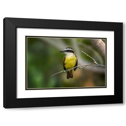 Great kiskadee-South Padre Island-Texas Black Modern Wood Framed Art Print with Double Matting by Jones, Adam