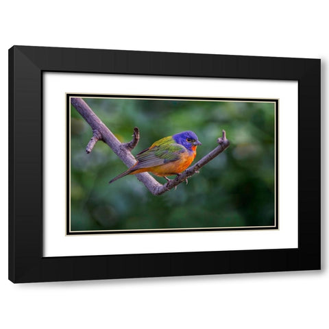 Male Painted bunting South Padre Island-Texas Black Modern Wood Framed Art Print with Double Matting by Jones, Adam