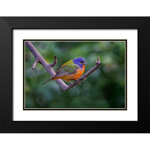 Male Painted bunting South Padre Island-Texas Black Modern Wood Framed Art Print with Double Matting by Jones, Adam