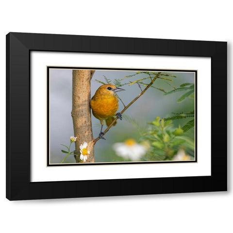 Female Orchard oriole-South Padre Island-Texas Black Modern Wood Framed Art Print with Double Matting by Jones, Adam