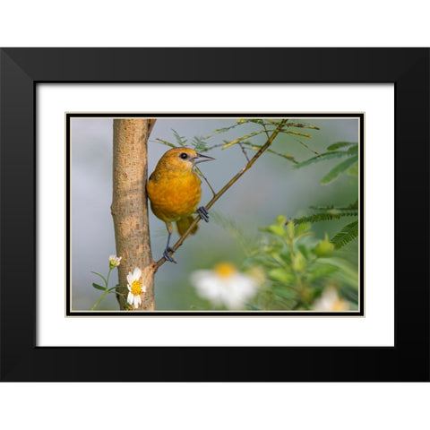 Female Orchard oriole-South Padre Island-Texas Black Modern Wood Framed Art Print with Double Matting by Jones, Adam