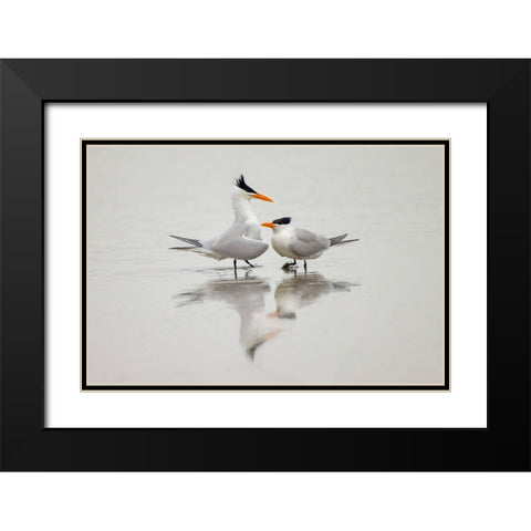 Royal terns in courtship display-South Padre Island-Texas Black Modern Wood Framed Art Print with Double Matting by Jones, Adam