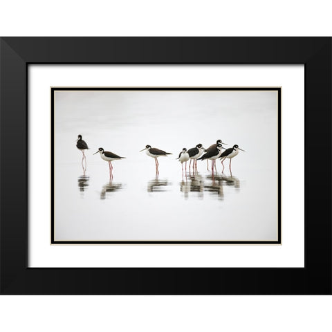 Group of Black-necked stilts standing together with reflection on water-South Padre Island-Texas Black Modern Wood Framed Art Print with Double Matting by Jones, Adam