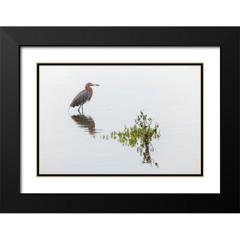 Reddish egret and reflection-South Padre Island-Texas Black Modern Wood Framed Art Print with Double Matting by Jones, Adam