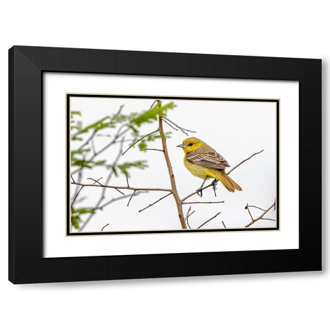 Female Northern oriole-Icterus galbula-Baltimore oriole-South Padre Island-Texas Black Modern Wood Framed Art Print with Double Matting by Jones, Adam