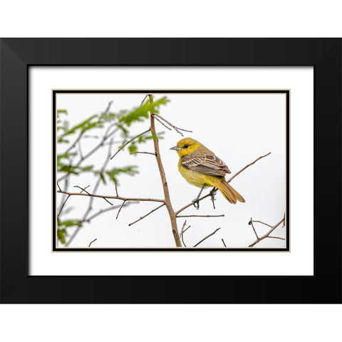 Female Northern oriole-Icterus galbula-Baltimore oriole-South Padre Island-Texas Black Modern Wood Framed Art Print with Double Matting by Jones, Adam