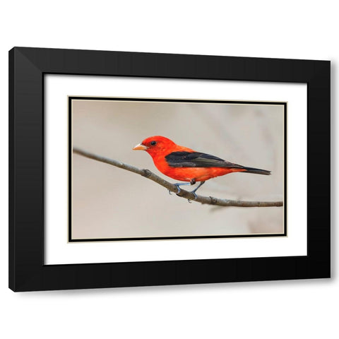 Scarlet tanager-South Padre Island-Texas Black Modern Wood Framed Art Print with Double Matting by Jones, Adam