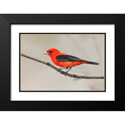 Scarlet tanager-South Padre Island-Texas Black Modern Wood Framed Art Print with Double Matting by Jones, Adam