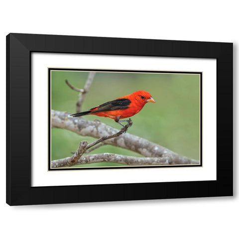 Scarlet tanager-Rio Grande Valley-Texas Black Modern Wood Framed Art Print with Double Matting by Jones, Adam