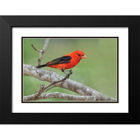 Scarlet tanager-Rio Grande Valley-Texas Black Modern Wood Framed Art Print with Double Matting by Jones, Adam