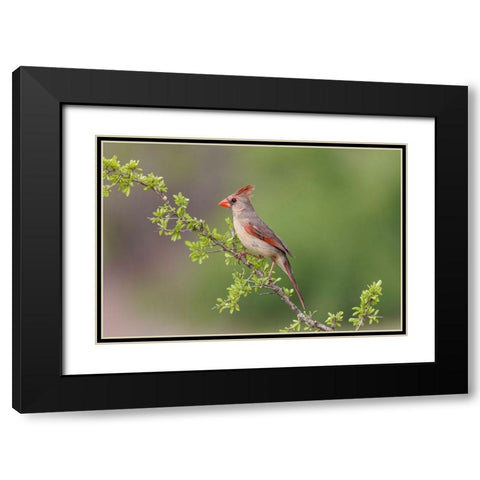Female Northern Cardinal Rio Grande Valley-Texas Black Modern Wood Framed Art Print with Double Matting by Jones, Adam