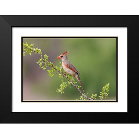 Female Northern Cardinal Rio Grande Valley-Texas Black Modern Wood Framed Art Print with Double Matting by Jones, Adam