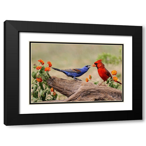 Blue grosbeak and male Northern cardinal fighting Rio Grande Valley-Texas Black Modern Wood Framed Art Print with Double Matting by Jones, Adam