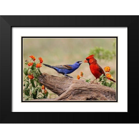 Blue grosbeak and male Northern cardinal fighting Rio Grande Valley-Texas Black Modern Wood Framed Art Print with Double Matting by Jones, Adam