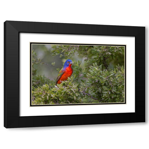 Painted bunting Rio Grande Valley-Texas Black Modern Wood Framed Art Print with Double Matting by Jones, Adam