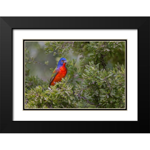 Painted bunting Rio Grande Valley-Texas Black Modern Wood Framed Art Print with Double Matting by Jones, Adam