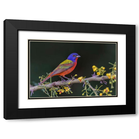 Male Painted bunting Rio Grande Valley-Texas Black Modern Wood Framed Art Print with Double Matting by Jones, Adam