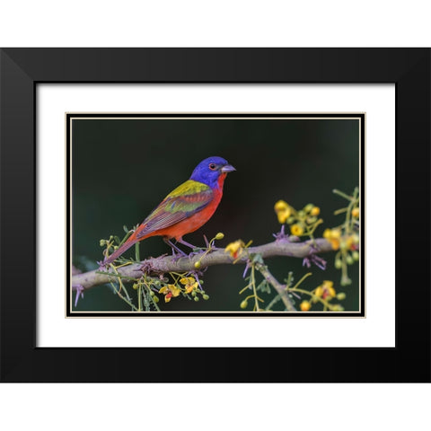 Male Painted bunting Rio Grande Valley-Texas Black Modern Wood Framed Art Print with Double Matting by Jones, Adam