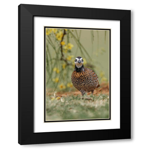 Male Bobwhite-Rio Grande Valley-Texas Black Modern Wood Framed Art Print with Double Matting by Jones, Adam
