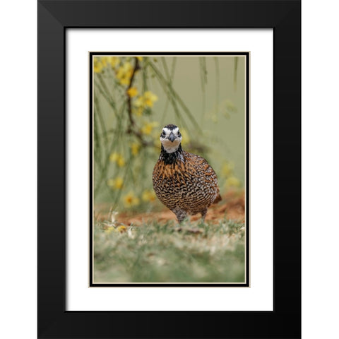 Male Bobwhite-Rio Grande Valley-Texas Black Modern Wood Framed Art Print with Double Matting by Jones, Adam
