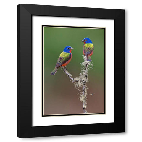 Pair of male Painted buntings Rio Grande Valley-Texas Black Modern Wood Framed Art Print with Double Matting by Jones, Adam