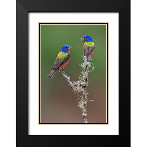 Pair of male Painted buntings Rio Grande Valley-Texas Black Modern Wood Framed Art Print with Double Matting by Jones, Adam