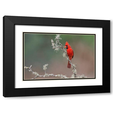 Male Northern Cardinal Rio Grande Valley-Texas Black Modern Wood Framed Art Print with Double Matting by Jones, Adam