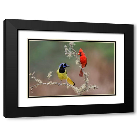 Male Northern Cardinal Rio Grande Valley-Texas Black Modern Wood Framed Art Print with Double Matting by Jones, Adam