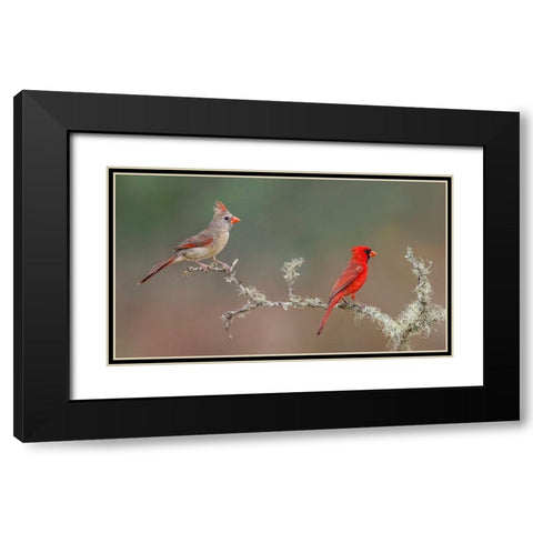 Male and female Northern Cardinals Rio Grande Valley-Texas Black Modern Wood Framed Art Print with Double Matting by Jones, Adam