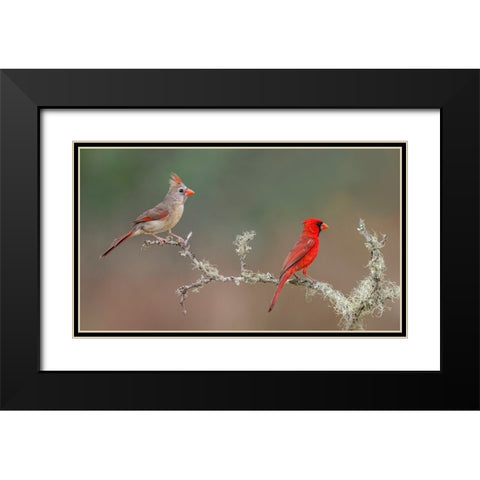 Male and female Northern Cardinals Rio Grande Valley-Texas Black Modern Wood Framed Art Print with Double Matting by Jones, Adam