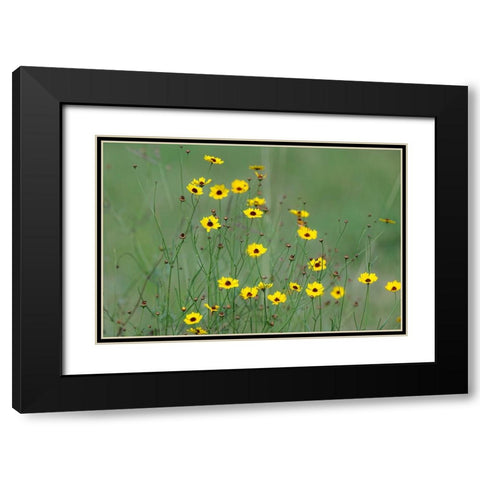 Yellow coreopsis flowers-Rio Grande Valley-Texas Black Modern Wood Framed Art Print with Double Matting by Jones, Adam