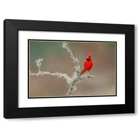 Male Northern Cardinal Rio Grande Valley-Texas Black Modern Wood Framed Art Print with Double Matting by Jones, Adam
