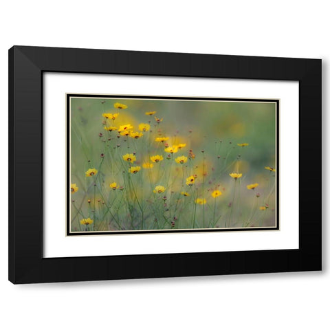 Soft focus view of coreopsis flowers-Rio Grande Valley-Texas Black Modern Wood Framed Art Print with Double Matting by Jones, Adam