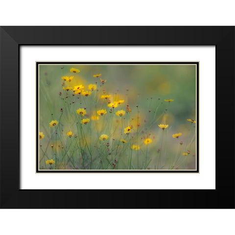Soft focus view of coreopsis flowers-Rio Grande Valley-Texas Black Modern Wood Framed Art Print with Double Matting by Jones, Adam
