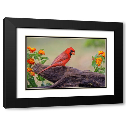 Male cardinal and flowers-Rio Grande Valley-Texas Black Modern Wood Framed Art Print with Double Matting by Jones, Adam