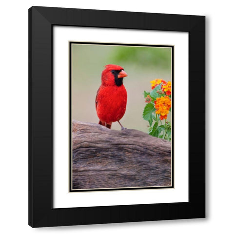 Male cardinal and flowers-Rio Grande Valley-Texas Black Modern Wood Framed Art Print with Double Matting by Jones, Adam