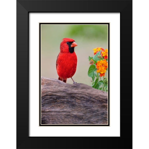 Male cardinal and flowers-Rio Grande Valley-Texas Black Modern Wood Framed Art Print with Double Matting by Jones, Adam