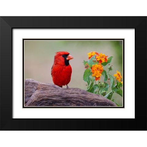 Male cardinal and flowers-Rio Grande Valley-Texas Black Modern Wood Framed Art Print with Double Matting by Jones, Adam