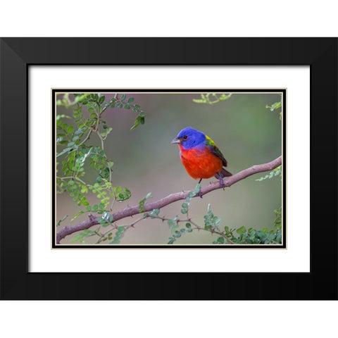 Painted bunting Rio Grande Valley-Texas Black Modern Wood Framed Art Print with Double Matting by Jones, Adam