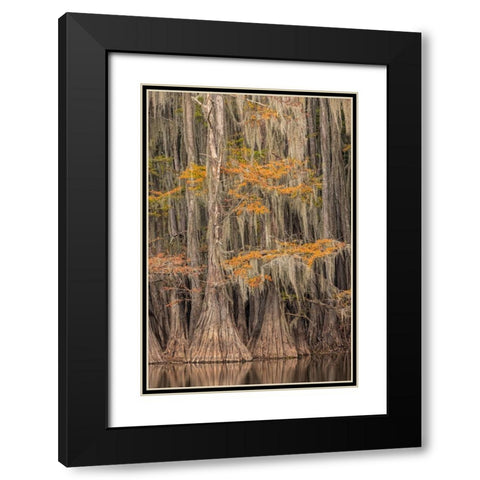 Bald Cypress tree draped in Spanish moss with fall colors Caddo Lake State Park-Uncertain-Texas Black Modern Wood Framed Art Print with Double Matting by Jones, Adam